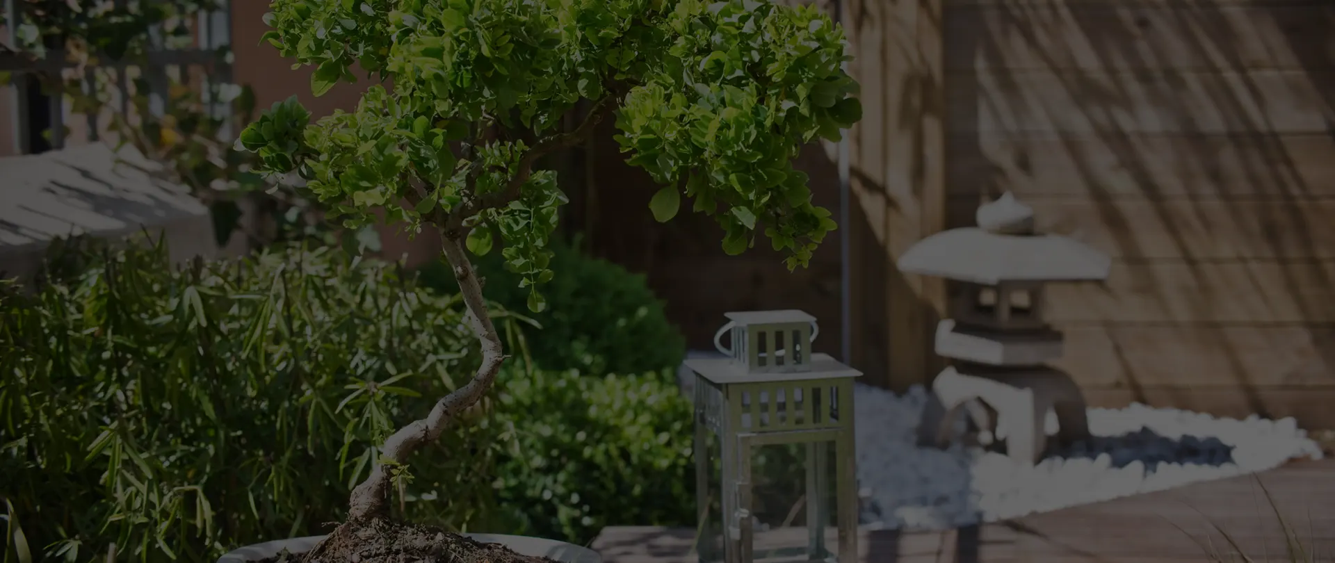 Bonsaï l’arbre miniature venu d’Asie