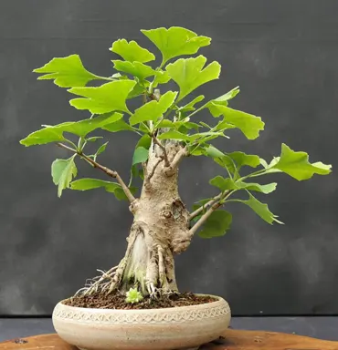 Le Bonsaï Ginkgo Biloba